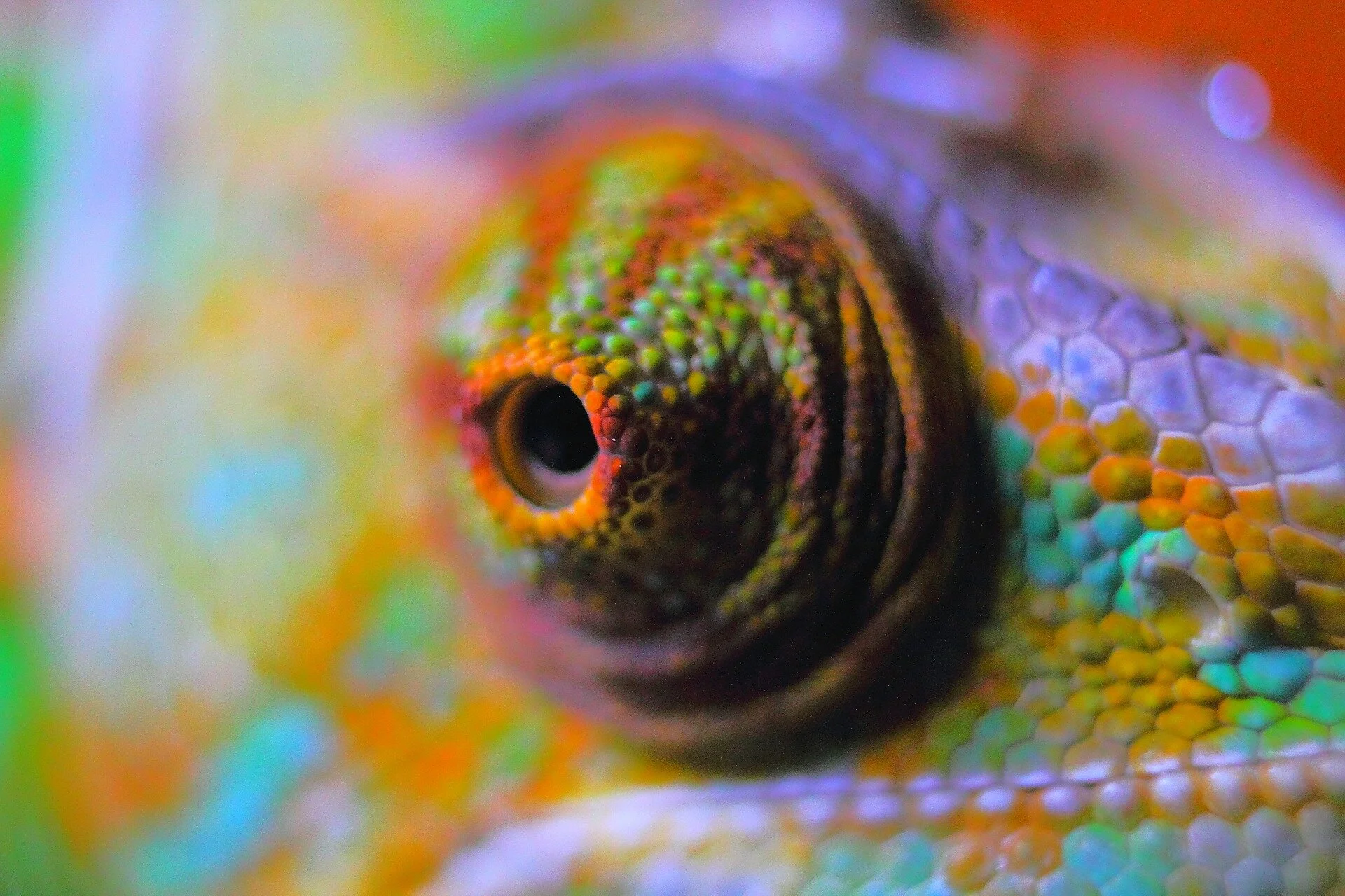 Close-up of a chameleon's eye in vivid colour
