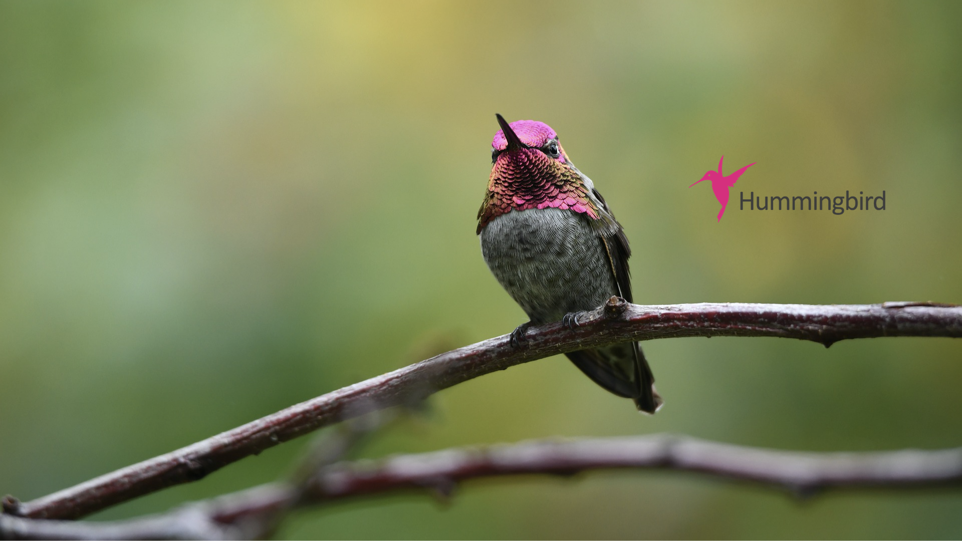 Hummingbird